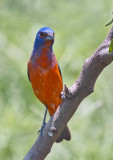 Painted Bunting 7