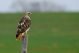 red tail hunt