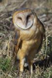 barn owl squint