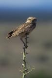 burrowing owl