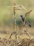 windy perch