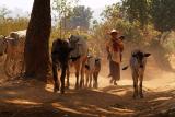 078 - Dusty trails around Kalaw