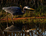 Stalking Reflection