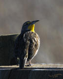 Meadowlark