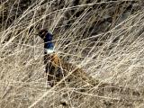 Peek-a-Boo Pheasant