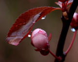 Reflections of Spring