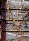 Bones of Winter