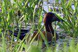 Cinnamon Teal