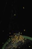 Red Garden Spider Babies II