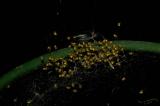Red Garden Spider Babies I