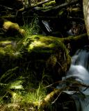 Mossy Stream