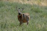 Peek-a-Boo Buck