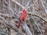 A cardinal