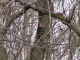 Pileated woodpecker