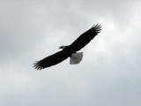 The American Bald Eagle approaches