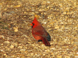 Northern Cardinal keeping an eye on me