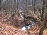 The stream through the woods