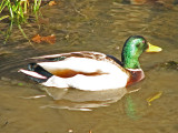 Male Mallard
