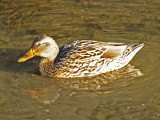 Female Mallard