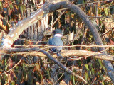 Belted kingfisher with fish in mouth