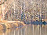 In flight beside the towpath