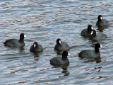 American coots_2