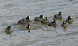 American coots