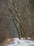 Towering over the trail