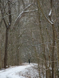 A runner on the trail