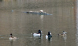 Could be ring-necked ducks