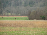 Horses in the fields
