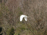 The egret escapes once again