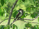 Most likely an Eastern Kingbird