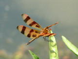 Halloween Pennant