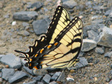 Tiger swallowtail