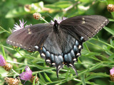 A black female swallowtail