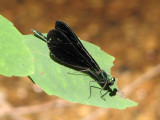 Ebony Jewelwing resting on a leaf (thanks to Gillian)