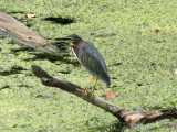 The green heron over the murky waters
