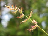 A Fall Formation