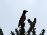 Outline of a ceder waxwing