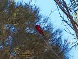 Crimson Rosella