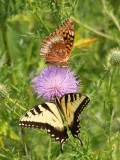 Sharing a thistle flower