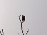 The bald eagle 3