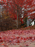 Red leaves on the ground