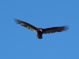 The vulture hangs around