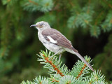 Could be a northern mockingbird