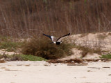 Plover in flight