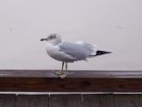 First seagull