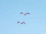 Pelicans in formation