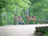 Look, tourists!